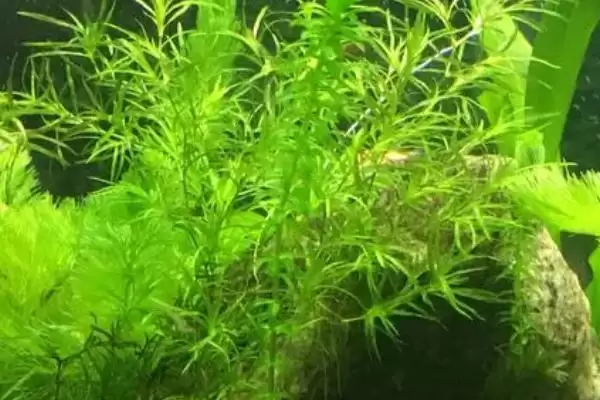 没根的蜈蚣草能在水中存活吗 ,没根蜈蚣草因生命力旺可存活插图2