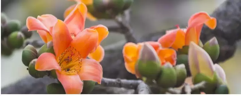 木棉的产地主要在哪些地方呢,木棉的产地在亚热带地区分布较多插图 木棉的产地主要在哪些地方呢,木棉的产地在亚热带地区分布较多插图