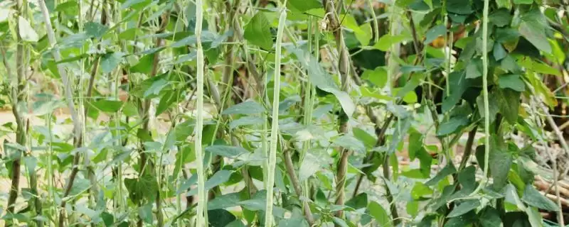 豇豆的亩产量 ,豇豆每亩的产量大概是多少-会东网
