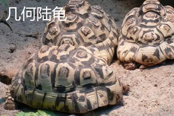 陆龟有哪些常见品种 ,陆龟的品种有哪些可介绍插图8