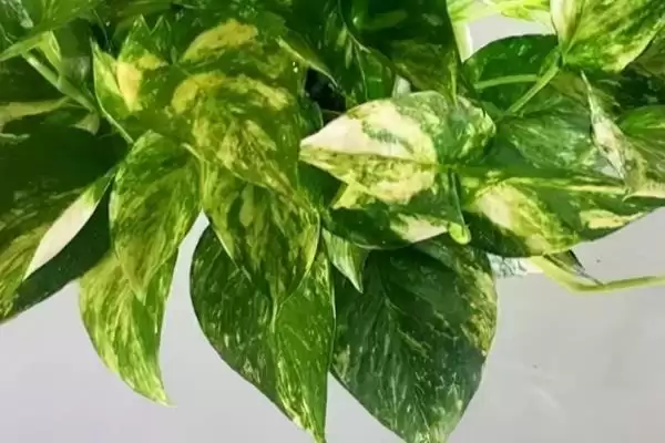 绿萝出现花叶怎么解决好 ,绿萝花叶如何通过换水控温解决插图1