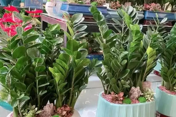 金钱树东倒西歪的处理 ,金钱树东倒西歪如何进行管控插图2