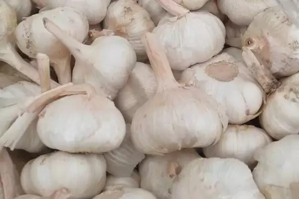 金乡大蒜的收获时间 ,金乡大蒜在何时进行收获呢插图3