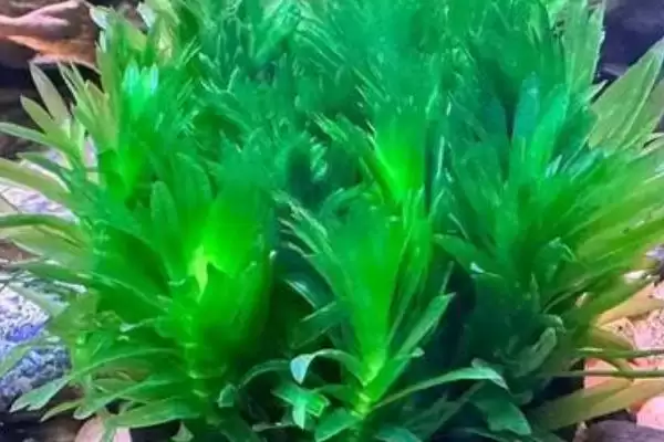 没根的蜈蚣草能在水中存活吗 ,没根蜈蚣草因生命力旺可存活插图3