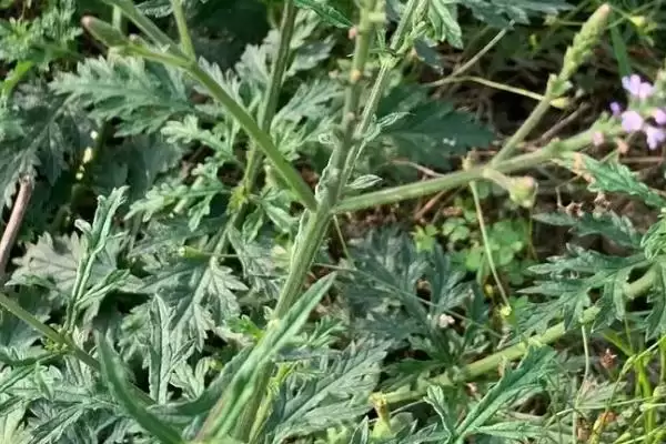 马鞭草的外形有什么特点 ,马鞭草的株高是多少左右插图6