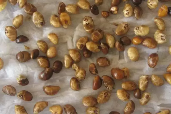 空心菜种子的浸泡时间 ,空心菜种子泡多久才适合种植呢？插图2