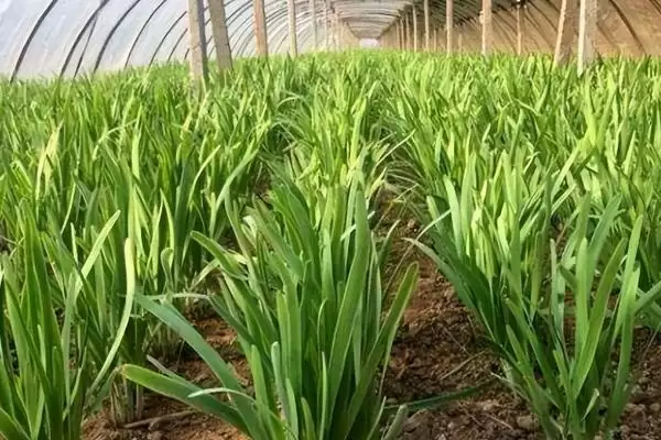 韭菜种子的价格 ,韭菜种子每斤的价格大概是多少呢？插图5