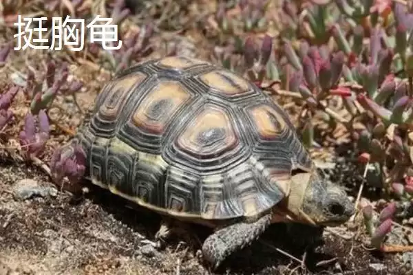 陆龟有哪些常见品种 ,陆龟的品种有哪些可介绍插图10