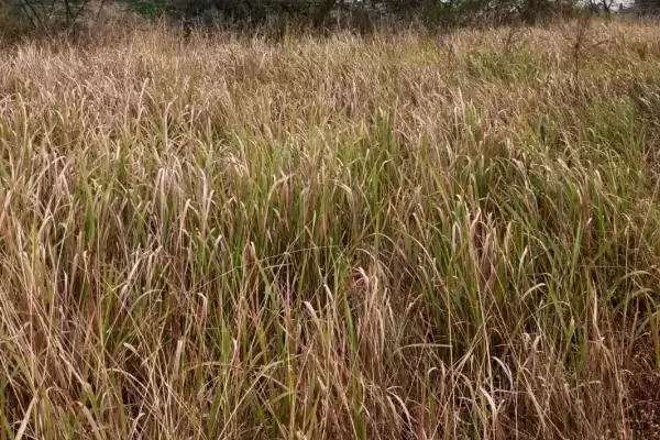 茅草有哪些危害及好处呢 ,茅草生长快但影响其他作物生长插图2