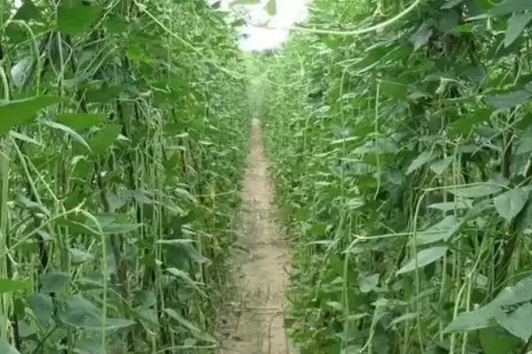 豇豆的亩产量 ,豇豆每亩的产量大概是多少插图3