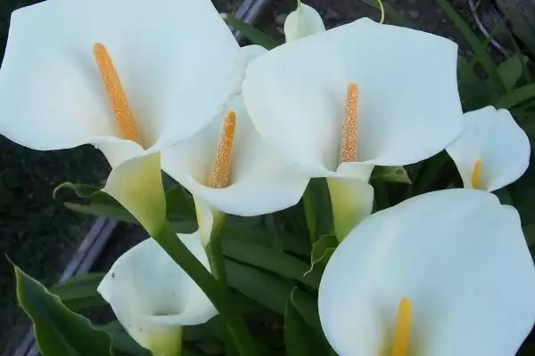 马蹄莲的花语有哪些 ,马蹄莲花语因颜色有何不同插图1