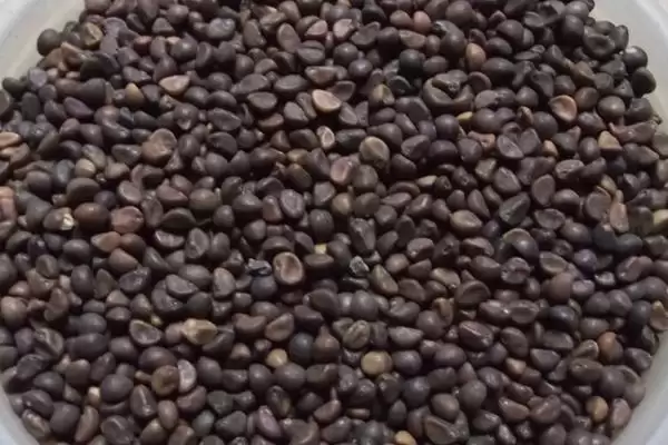 空心菜种子的浸泡时间 ,空心菜种子泡多久才适合种植呢？插图3