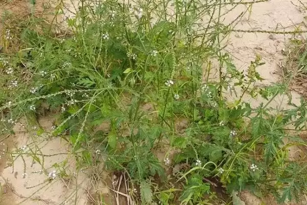 马鞭草的外形有什么特点 ,马鞭草的株高是多少左右插图1
