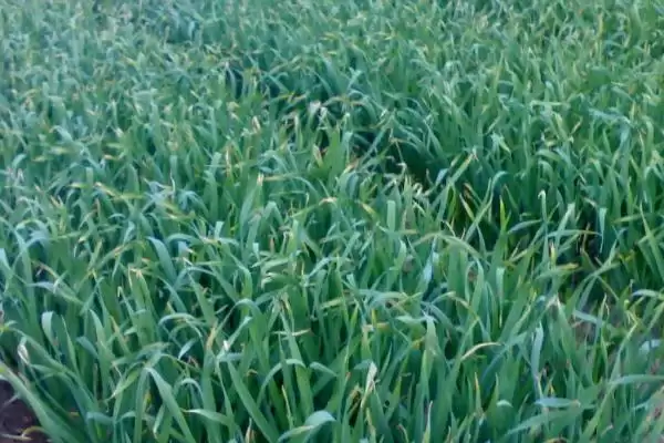 金乡大蒜的收获时间 ,金乡大蒜在何时进行收获呢插图2