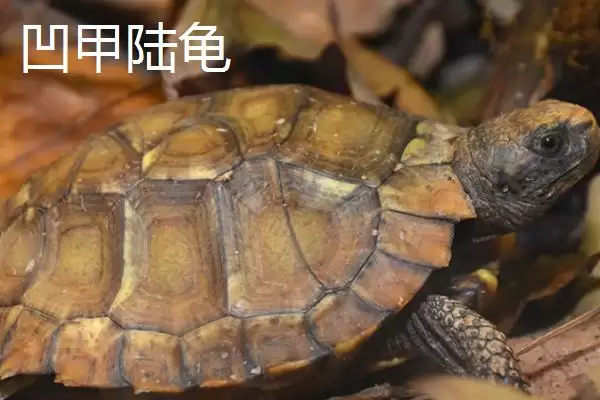 陆龟有哪些常见品种 ,陆龟的品种有哪些可介绍插图5