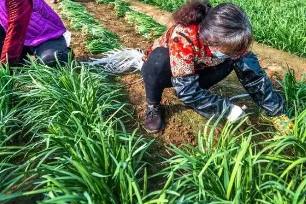韭菜种子的价格 ,韭菜种子每斤的价格大概是多少呢？插图10