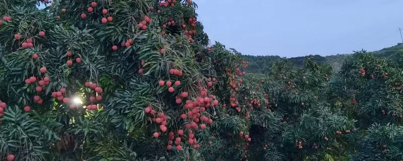 荔枝挂果到成熟的时间 ,荔枝挂果到成熟要多久时间呢？-会东网