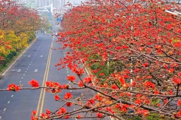 木棉的产地主要在哪些地方呢,木棉的产地在亚热带地区分布较多插图2 木棉的产地主要在哪些地方呢,木棉的产地在亚热带地区分布较多插图2