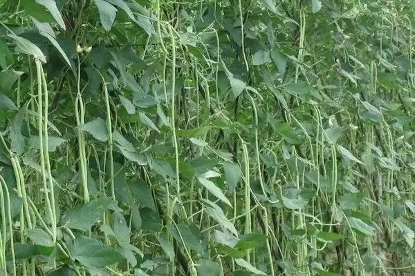豇豆的亩产量 ,豇豆每亩的产量大概是多少插图2