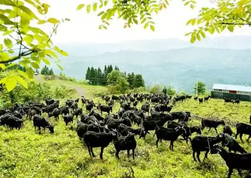 四川省黑山羊小镇火了（四川被称为天下第一锅的羊肉在哪里）？插图1