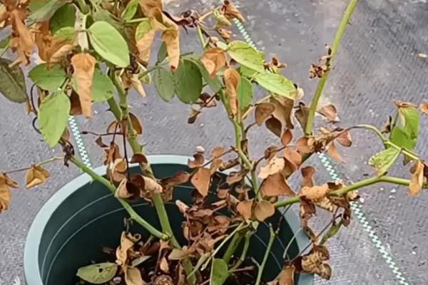 烧根如何补救？应对植物烧根问题要采取哪些有效的补救措施？插图3