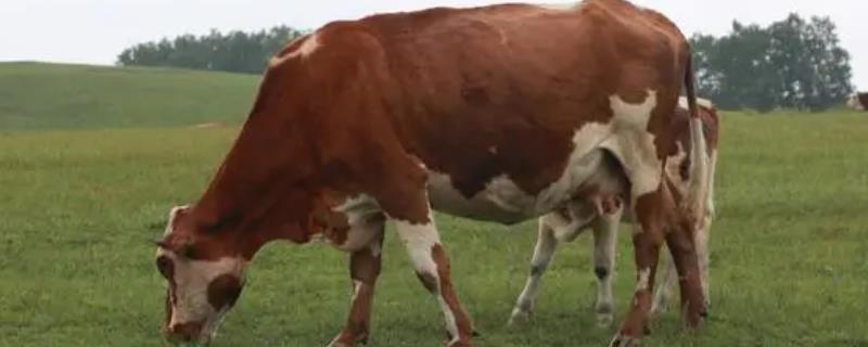 新生牛犊喘气快的原因和要点？分析新生牛犊喘气问题需关注哪些方面？-会东网