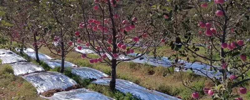 苹果脱袋后何时铺反光膜，经过2-3天即可铺膜-会东网