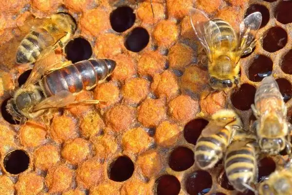 蜂王是如何产生的，分为自然分蜂王、自然交替王、急造王、人工王四种插图6