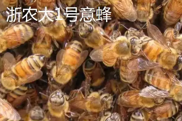 养什么蜂具有良好的效益，虎头蜂、意蜂等品种均是适宜选择插图2