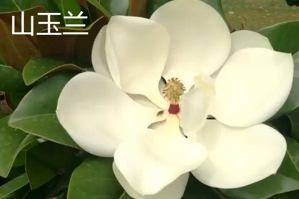 山玉兰和广玉兰有什么区别？区分山玉兰和广玉兰要关注哪些差异？插图1