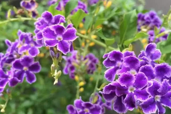 紫罗兰花语的含义和要点？理解紫罗兰花语需关注哪些关键信息？插图1
