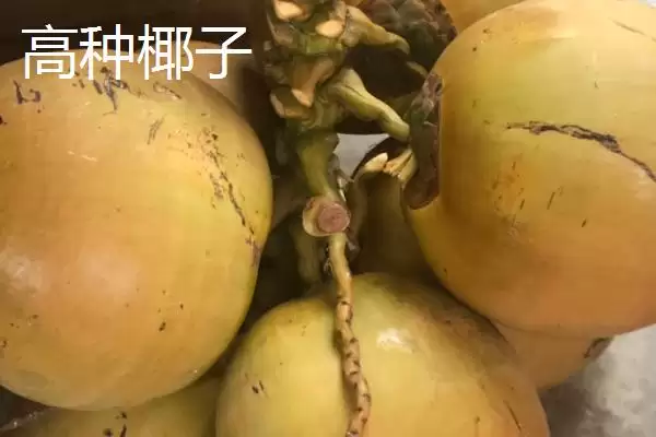 了解中国椰子主产地的方法和重点？了解中国椰子主产地要做好哪些细节？插图2