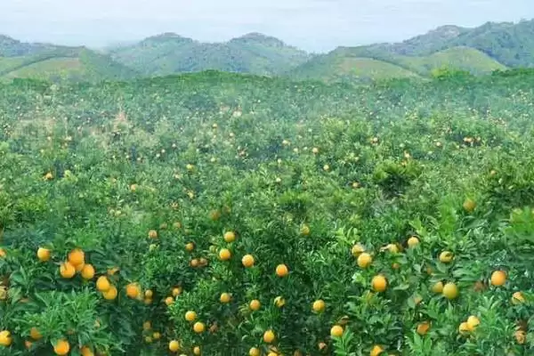 种植柑橘的条件和要点？种植柑橘需满足哪些必要条件？插图4