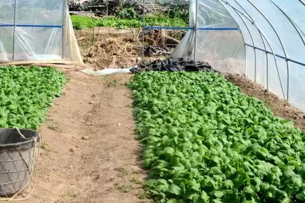 盘菜冬天种植攻略：可以种但要保证温度的关键因素插图2