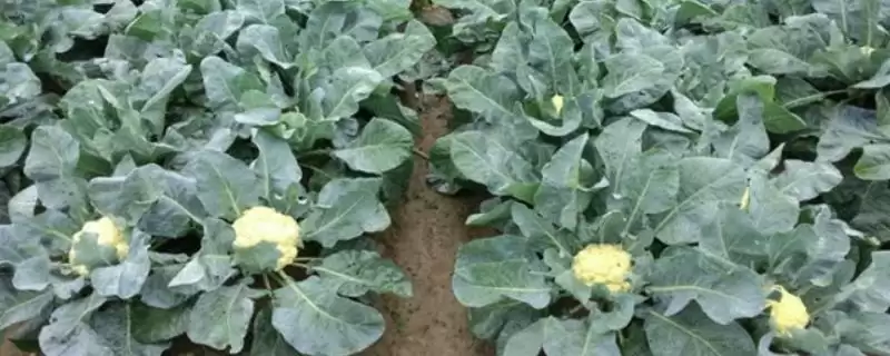 露天花菜的种植方法有哪些 ,露天花菜怎样进行种植-会东网