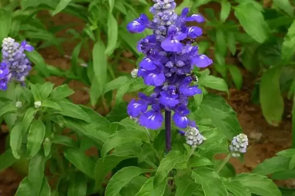 蓝花鼠尾草的开花时间 ,蓝花鼠尾草通常何时开花呢?插图1 蓝花鼠尾草的开花时间 ,蓝花鼠尾草通常何时开花呢?插图1