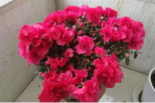 无惧烈日的花卉:向日葵、茉莉花、碗莲的阳光秘籍插图8 无惧烈日的花卉:向日葵、茉莉花、碗莲的阳光秘籍插图8