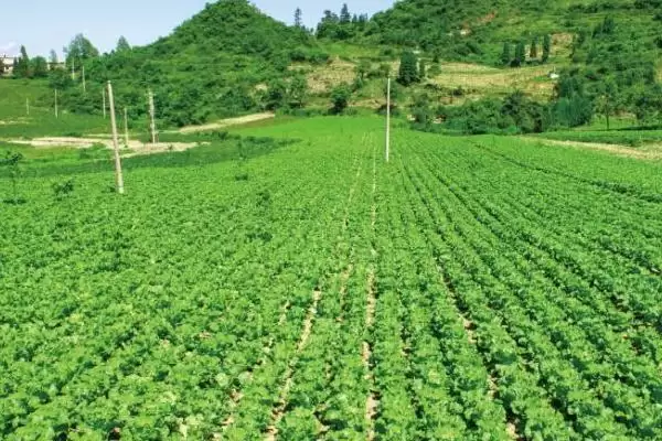 农业部门大揭秘：种植业、林业等五大部门的职能介绍插图1