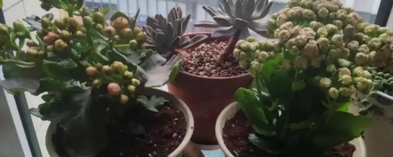 秋天长寿花换盆时机:春秋为换盆适期的原因及操作插图 秋天长寿花换盆时机:春秋为换盆适期的原因及操作插图
