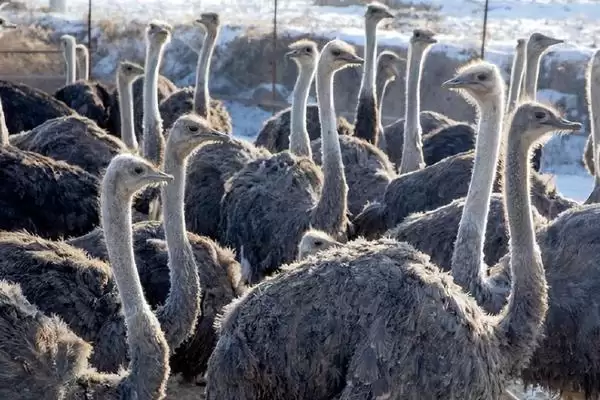 鸵鸟的特征？认识鸵鸟要了解哪些关键的生物形态、习性和生理特征要点？插图1