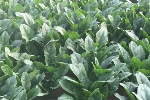 如何用药防治菠菜根腐病？种植菠菜防治根腐病用药要注意什么？插图3