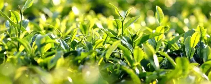 普洱茶产地揭秘：主产于云南省的独特韵味-会东网