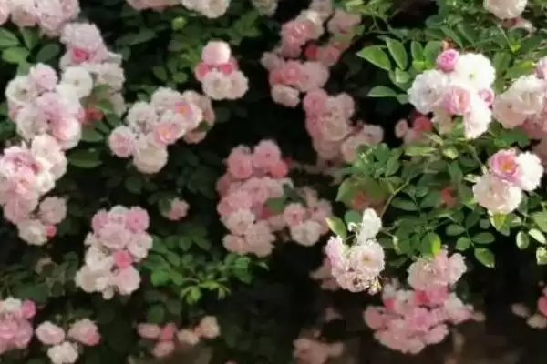 蔷薇花颜色大揭秘:白色、粉色等多种颜色的美丽绽放插图2 蔷薇花颜色大揭秘:白色、粉色等多种颜色的美丽绽放插图2