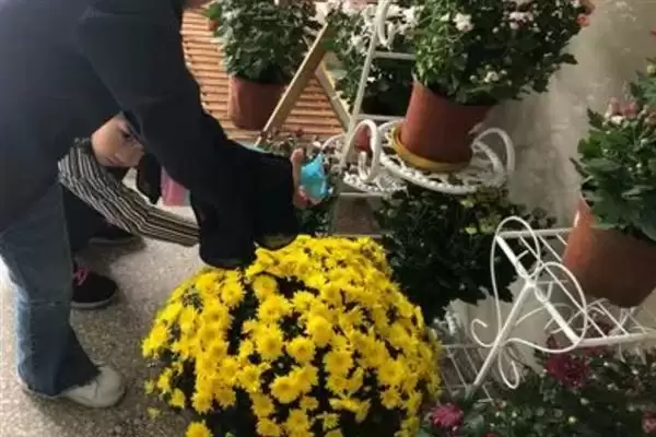 如何防治菊花黑斑病?养护菊花防治黑斑病要采用哪些防治方法?插图4 如何防治菊花黑斑病?养护菊花防治黑斑病要采用哪些防治方法?插图4