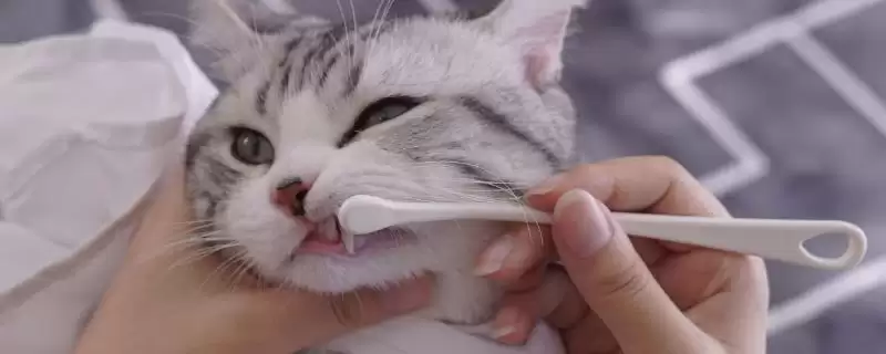 给猫咪做口腔护理的方法和重点?给猫咪做口腔护理要做好哪些细节?插图 给猫咪做口腔护理的方法和重点?给猫咪做口腔护理要做好哪些细节?插图