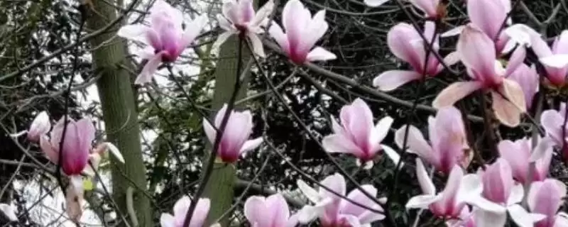 山玉兰和广玉兰有什么区别？区分山玉兰和广玉兰要关注哪些差异？-会东网