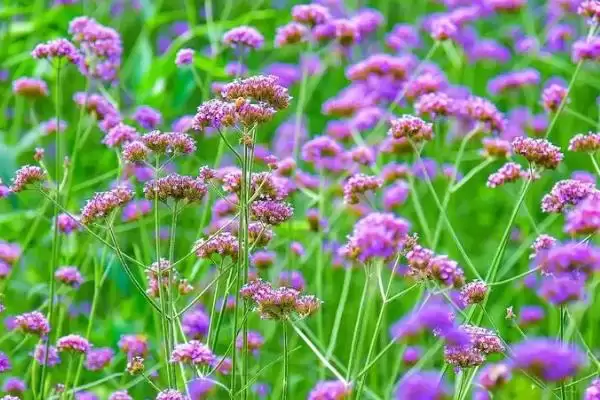 马鞭草什么时候开花 ,马鞭草一般在什么季节开花插图2