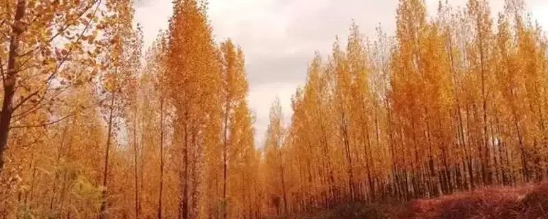 认识杨树特点的方法和重点？认识杨树特点要做好哪些细节？-会东网