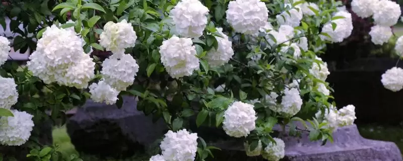 了解中华木绣球耐寒温度的方法和重点?了解中华木绣球耐寒温度要做好哪些细节?-会东网