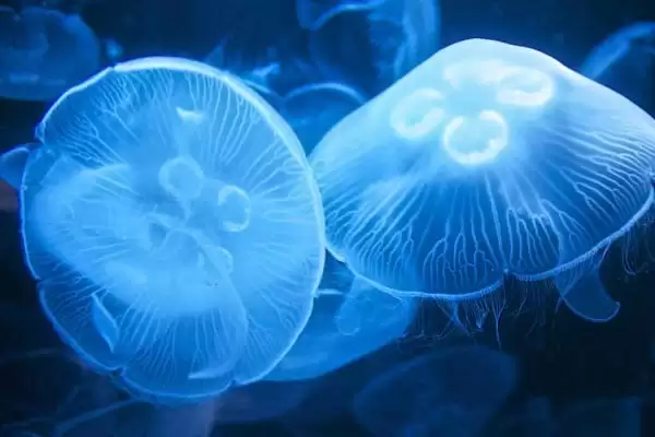 水母可以人工养殖吗？判断水母能否人工养殖要考虑哪些养殖条件和技术要点？插图3